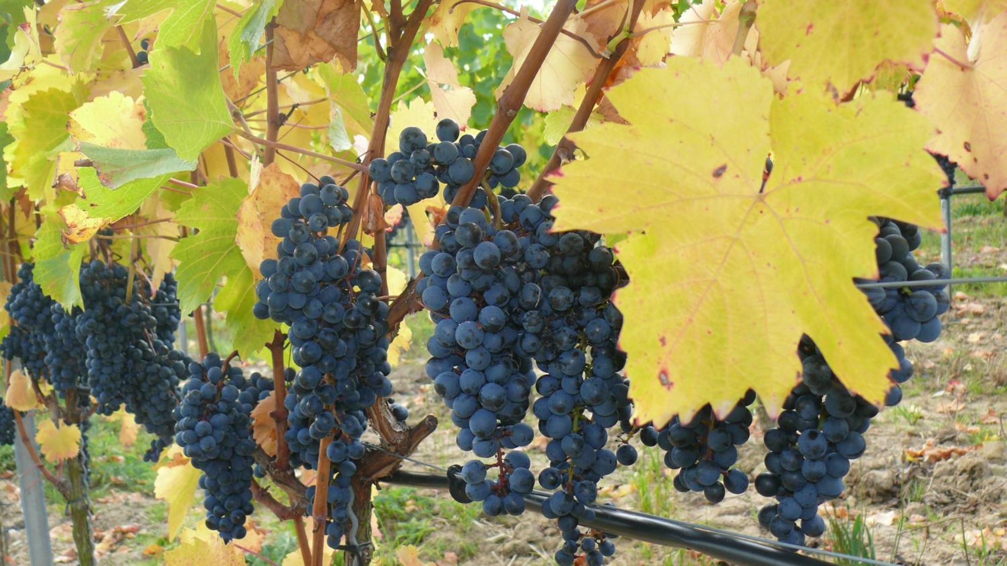 Weingut Herbert Kram Nordheim am Main Exterior foto